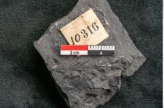 Foto (Detailansicht) von Thinnfeldia gracilis Ettingshausen (NHMW-GEO-2024-0188-10316)